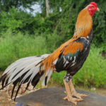 test1
